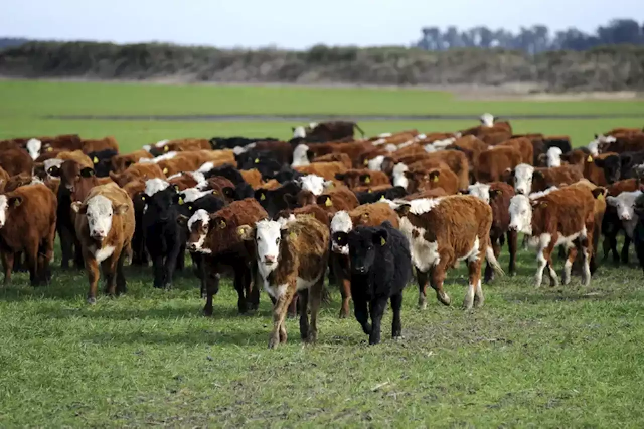 Lanzan una plataforma de inversiones virtuales para el campo