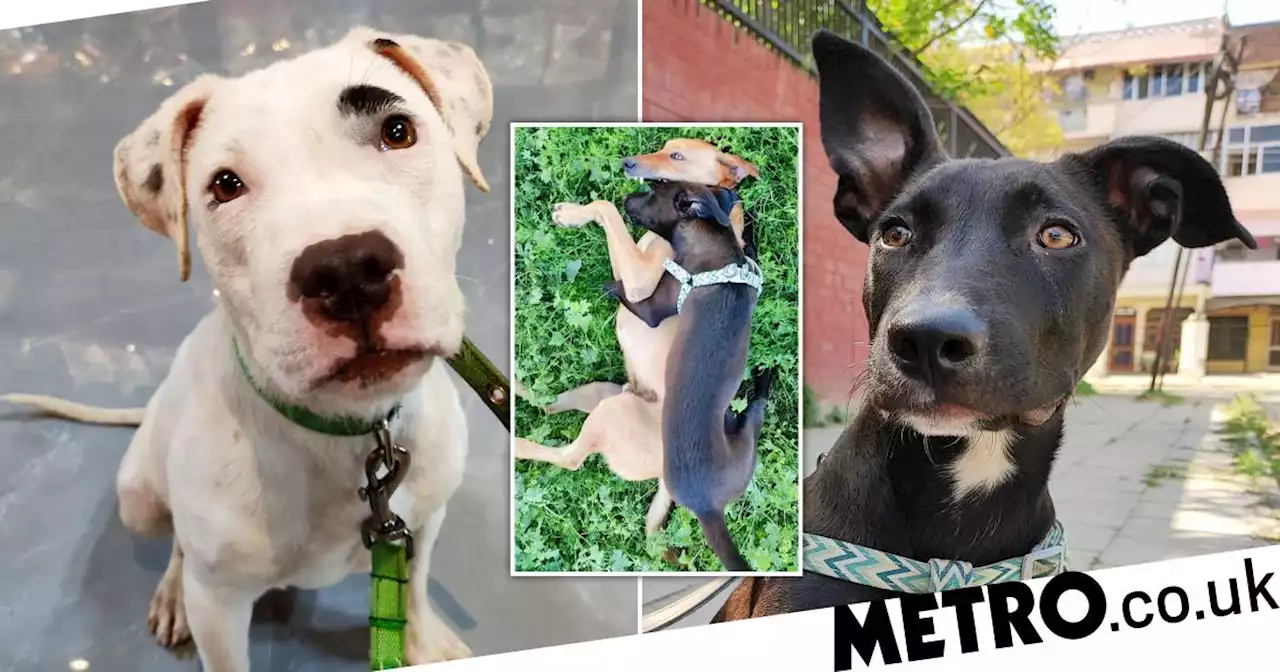 Lonely puppy with wonky legs finds best friend in deaf dog