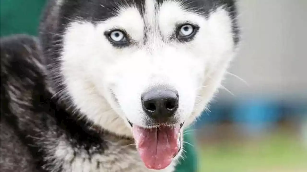 Der ungestüme Husky Duman braucht klare Grenzen