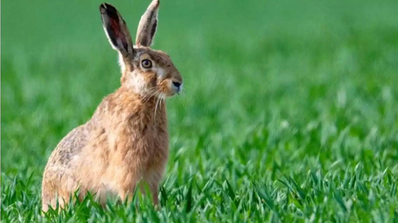 Mehr Feldhasen in Brandenburg: Kein Grund für Entwarnung