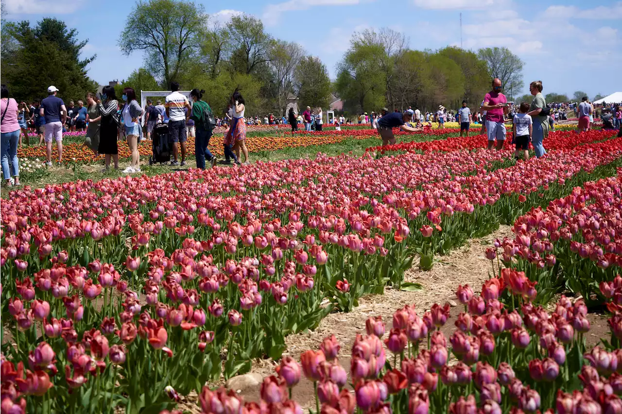 Spring Tulip Festival Set to Open at Chicago-Area Farm