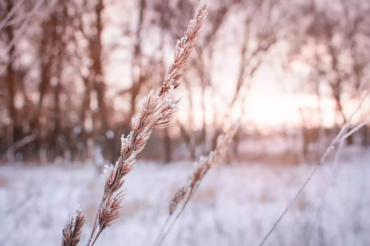 Critical benefits of snowpack for winter wheat are diminishing