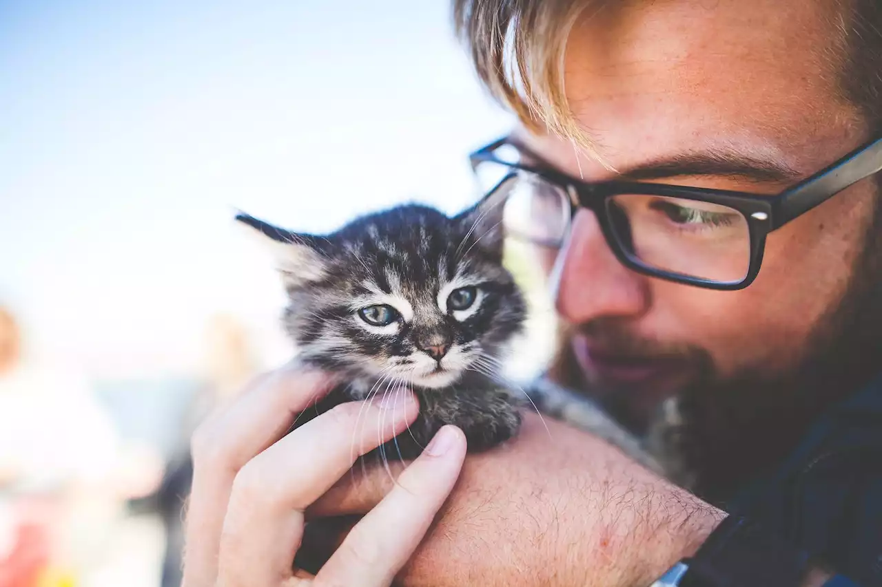 Despite appearances, your cat does love you