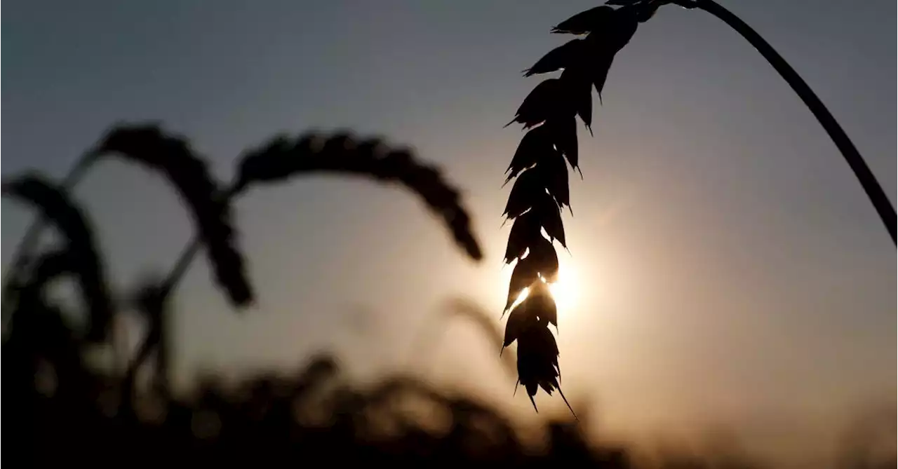 Ukrainian PM says this year's harvest will be 20% less than last year