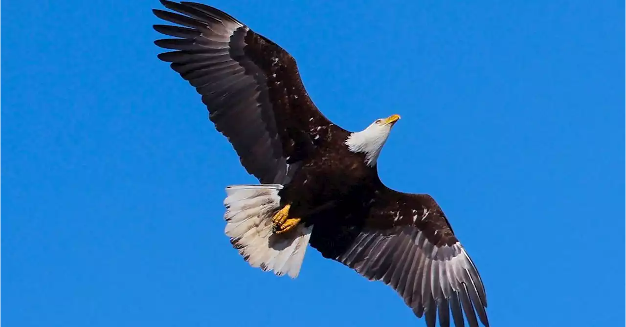 U.S. wind energy company pleads guilty to killing 150 eagles