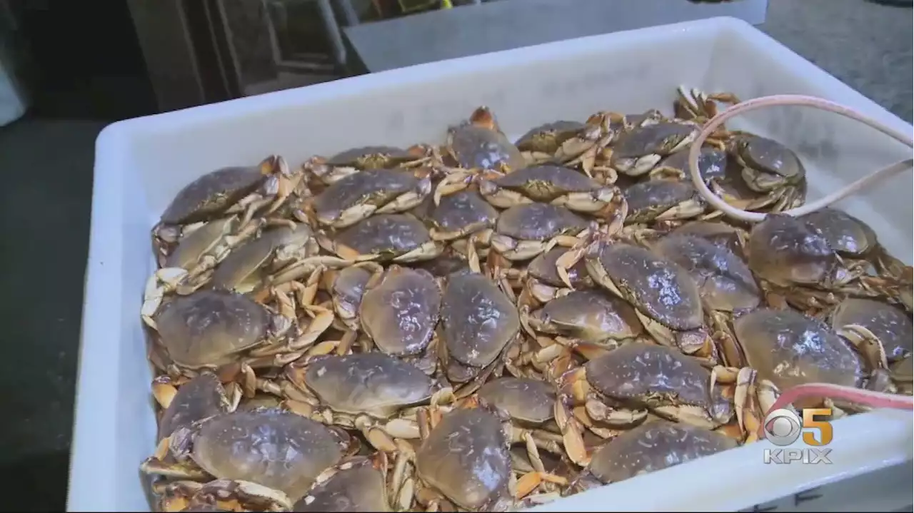 Dungeness Crab Fishery Along Entire California Coast Closing Due To Whale Entanglements