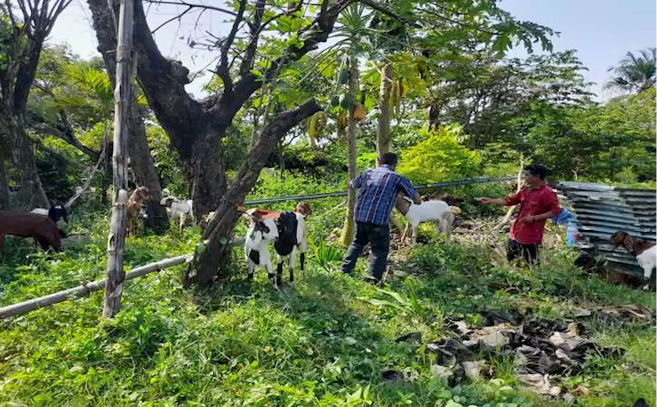 Dinsos Boyolali Salurkan Bantuan kepada 50 PPKS, Ada 11 Pasang Kambing