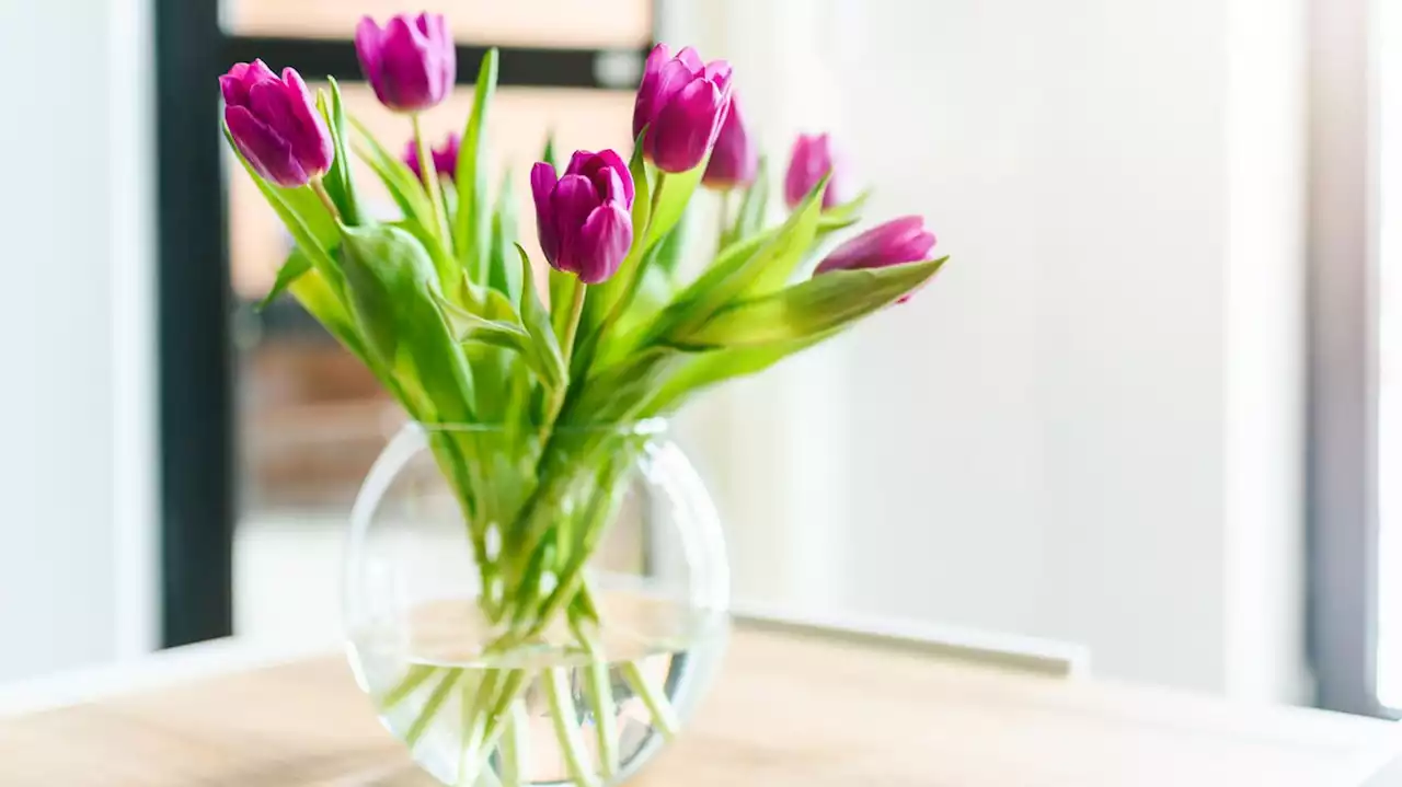 Tulpen in der Vase: Mit diesem Trick hält Ihr Blumenstrauß besonders lange