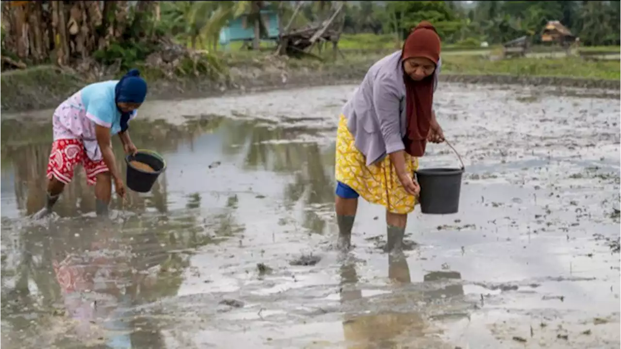 Sulteng Siapkan 30 Ribu Hektare Kawasan Pangan Untuk IKN Nusantara