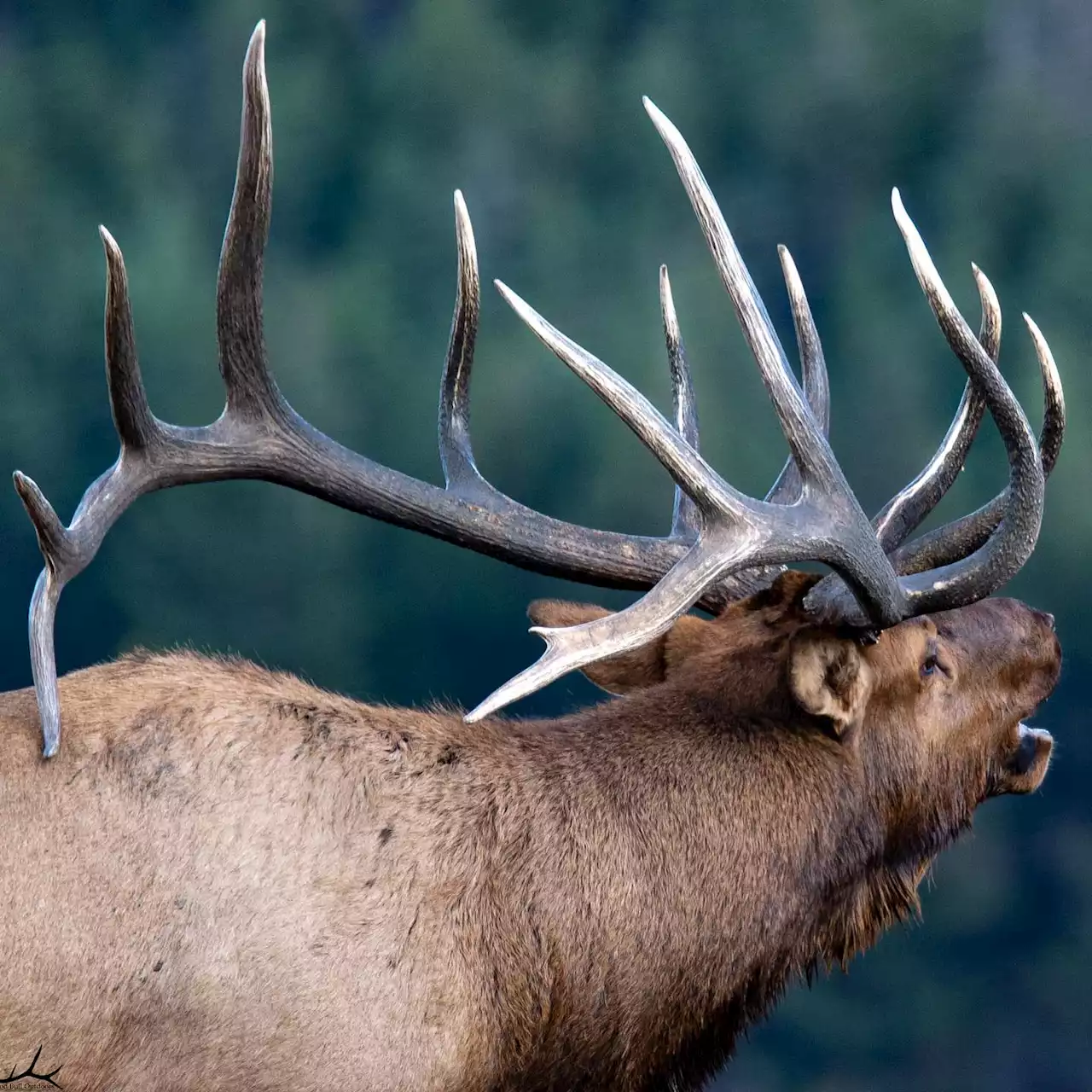 Skull, Antler Illegally Removed From 'Kahuna' Found Dead In Rocky Mountain National Park Last Month