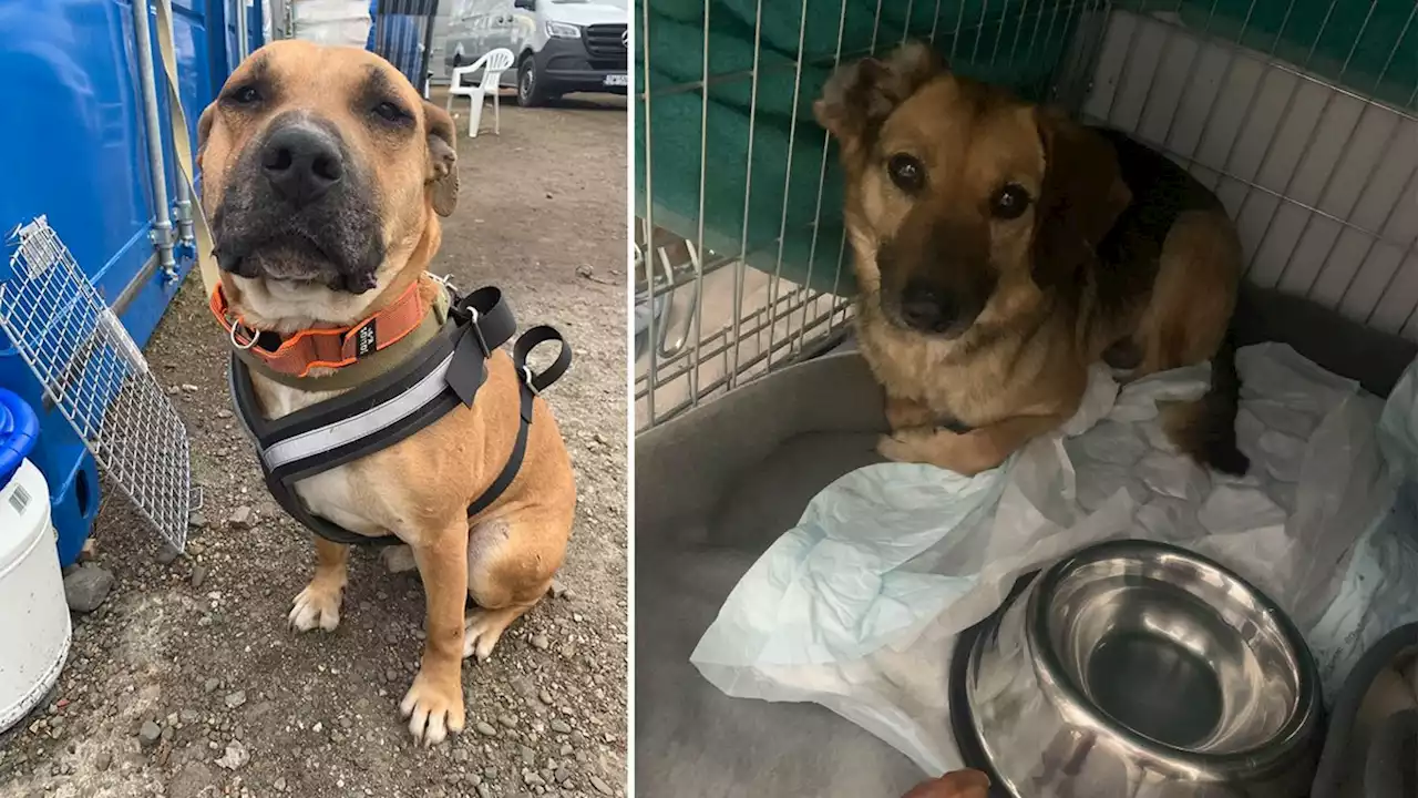 More than 100 shelter dogs that survived starvation in war-torn Ukraine turned away at the Poland border, animal charity says