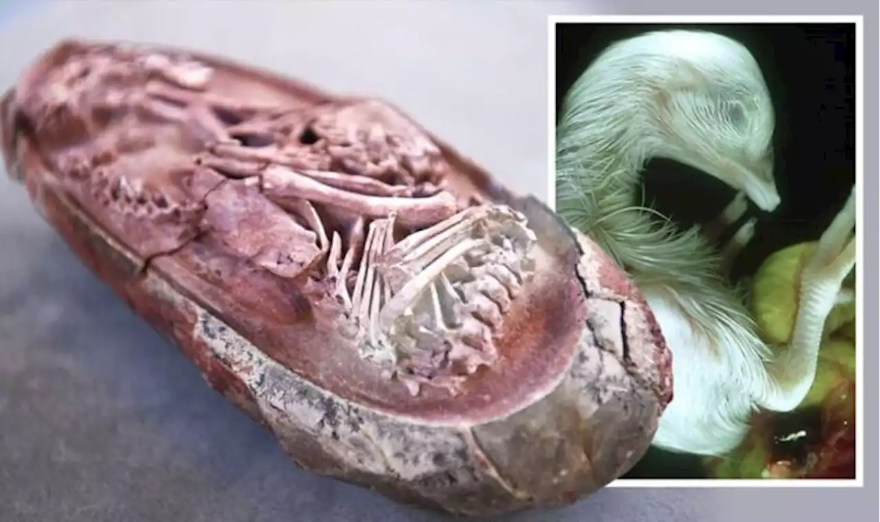 Perfectly preserved ‘rare’ dinosaur embryo provides stunning science breakthrough