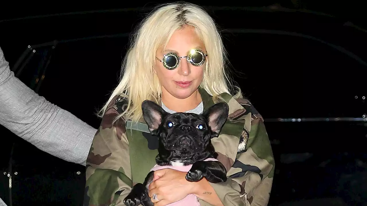 Lady Gaga Dog Walker Shooting Suspect Released From Custody by Mistake