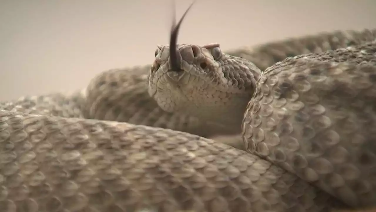 Hospitals in Phoenix area seeing more rattlesnake bite cases as temperatures warm up