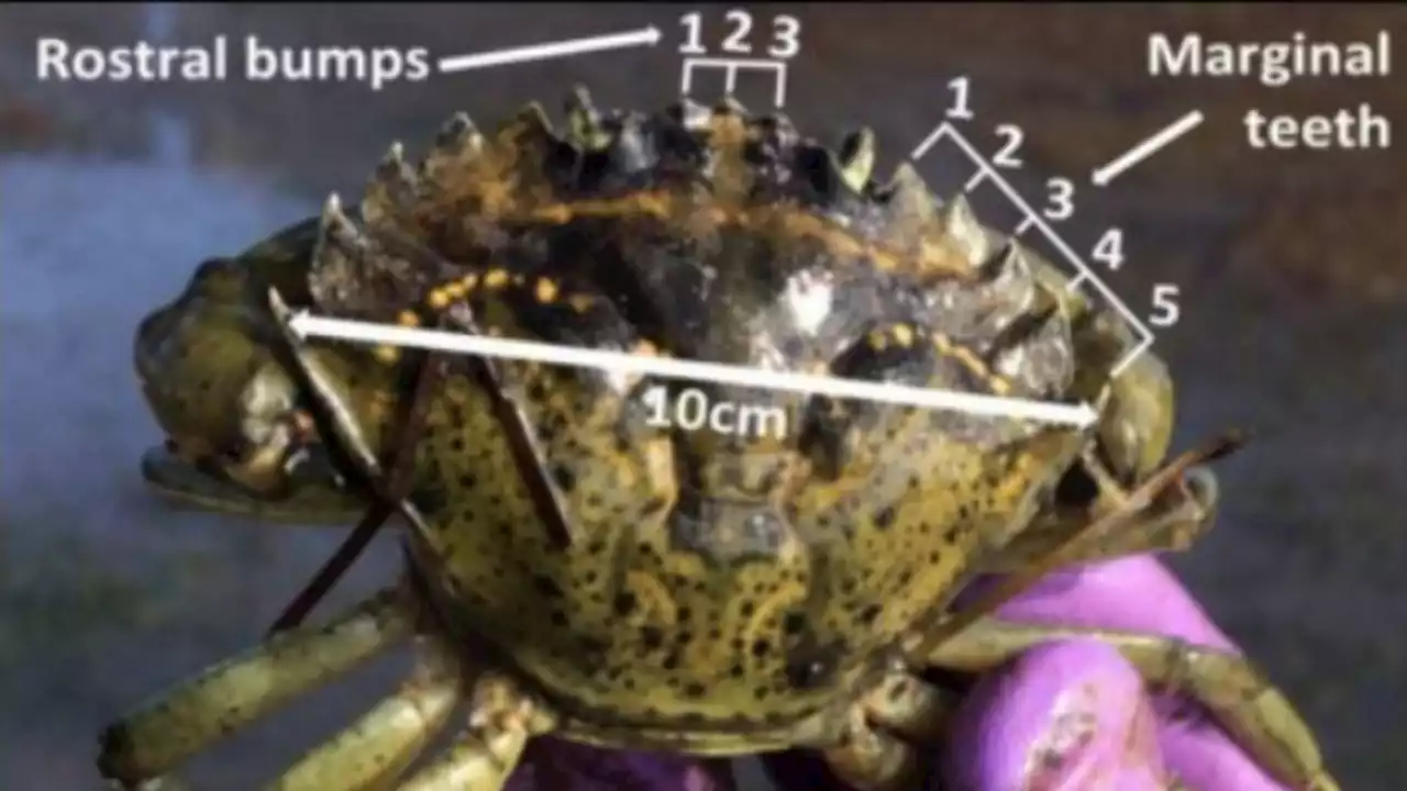 A better way to identify, stop invasive green crabs in Washington