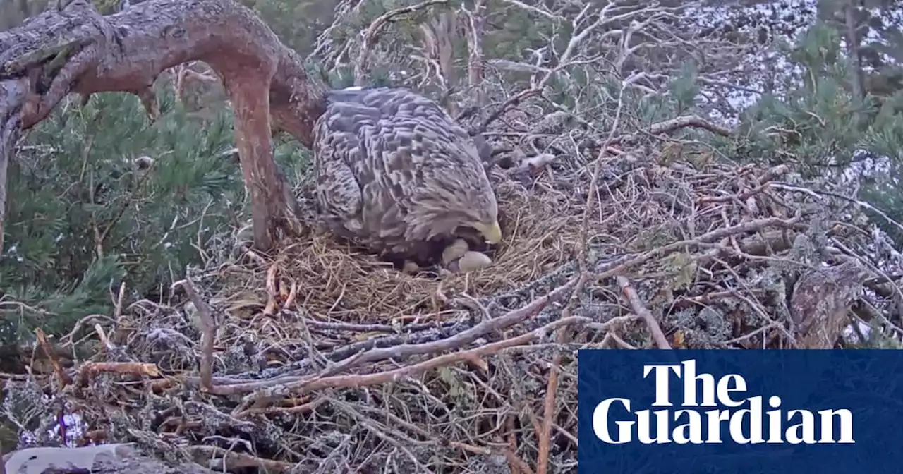 Hidden camera gets first live UK footage of wild white-tailed eagle hatching