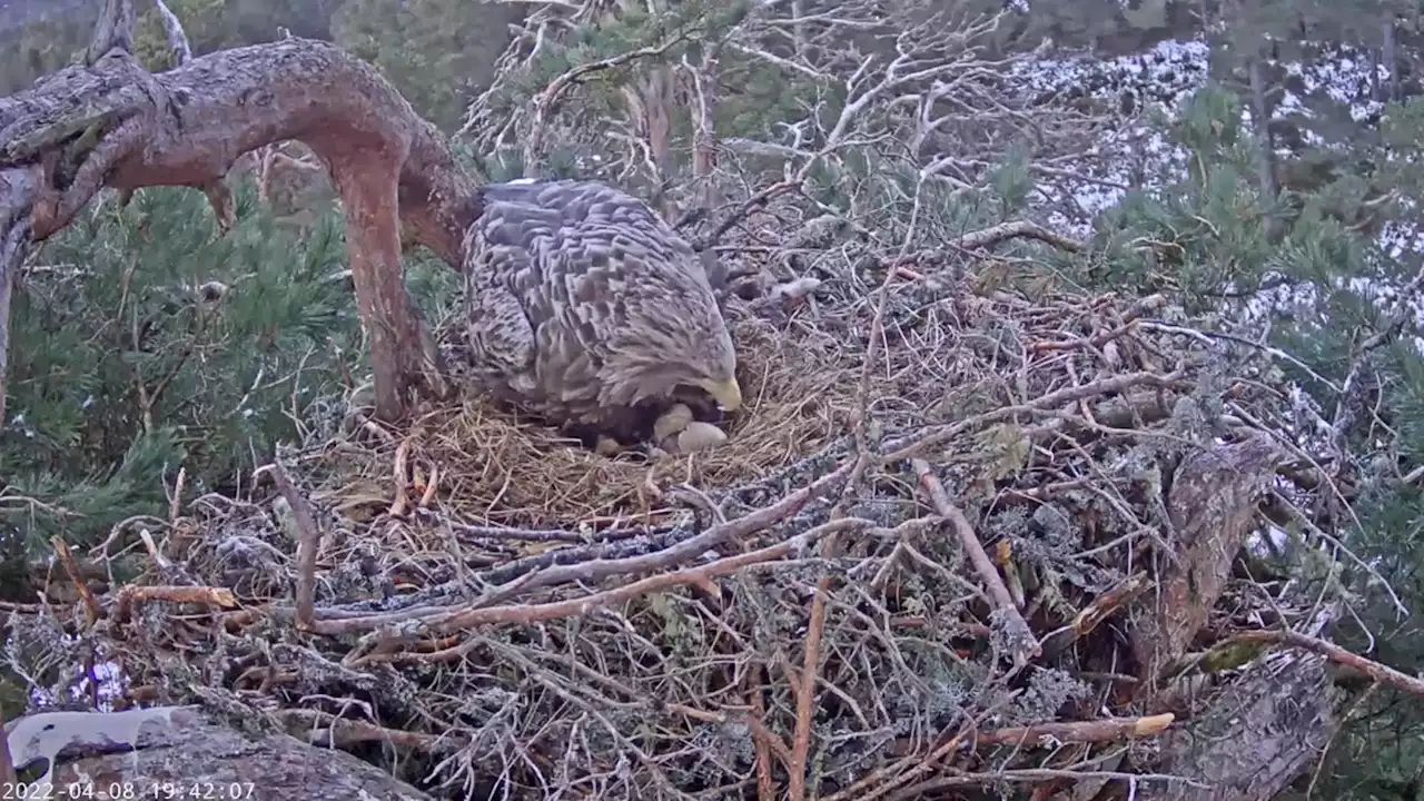 UK first as hidden camera captures wild white-tailed eagle egg hatching