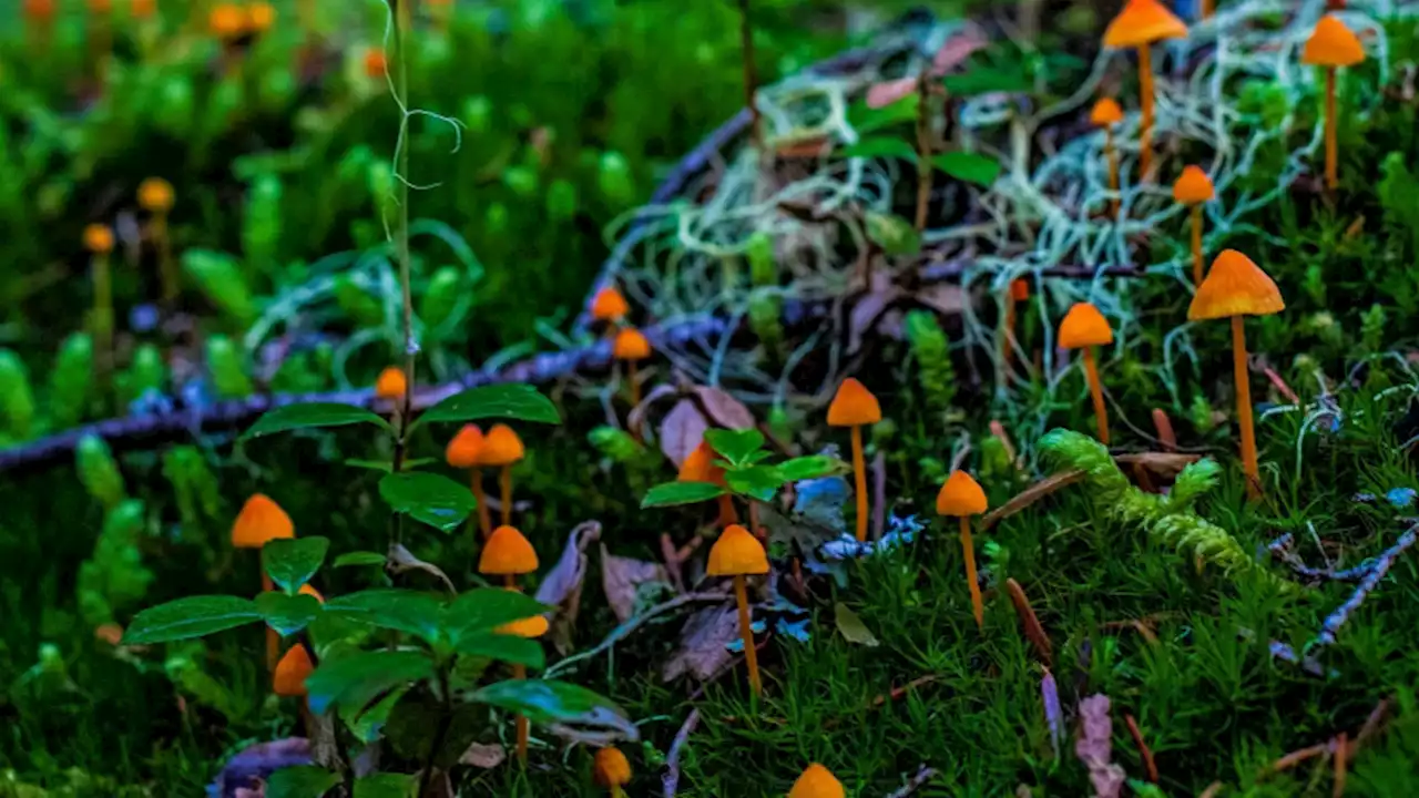 Mushrooms may 'talk' to each other using up to 50 'words'