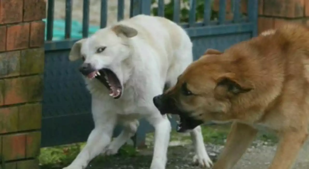 Bimba di 8 anni aggredita da tre cani: «Azzannata a collo, braccia e gambe». Operata d'urgenza