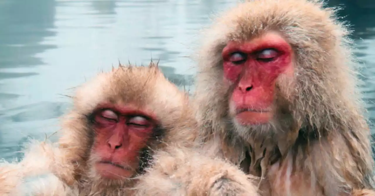 « Le Sommeil des animaux, une énigme pour la science », dormir comme un loir