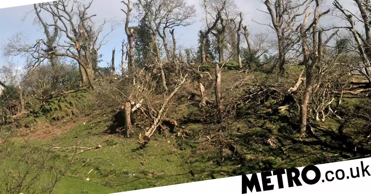 Tornado lifts lambs into air and causes £100,000 of damage to Welsh farm