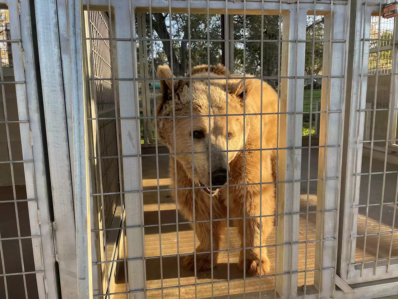 Oh My! Lions, Tigers and Bears Animal Sanctuary Keeping Cool During San Diego Heat Wave