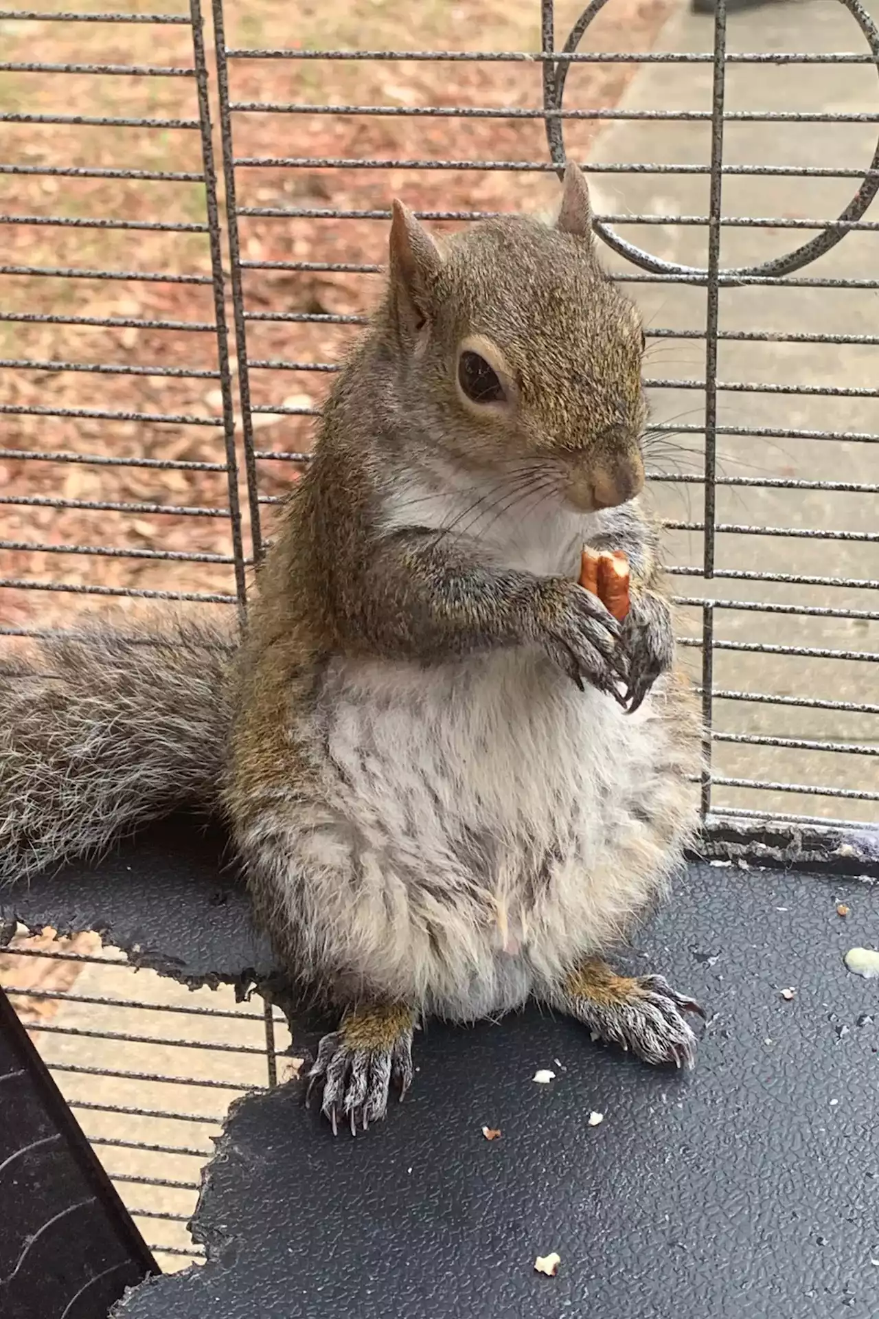 Perspective | Kicking off Squirrel Week 2022 with some squirrels in the news