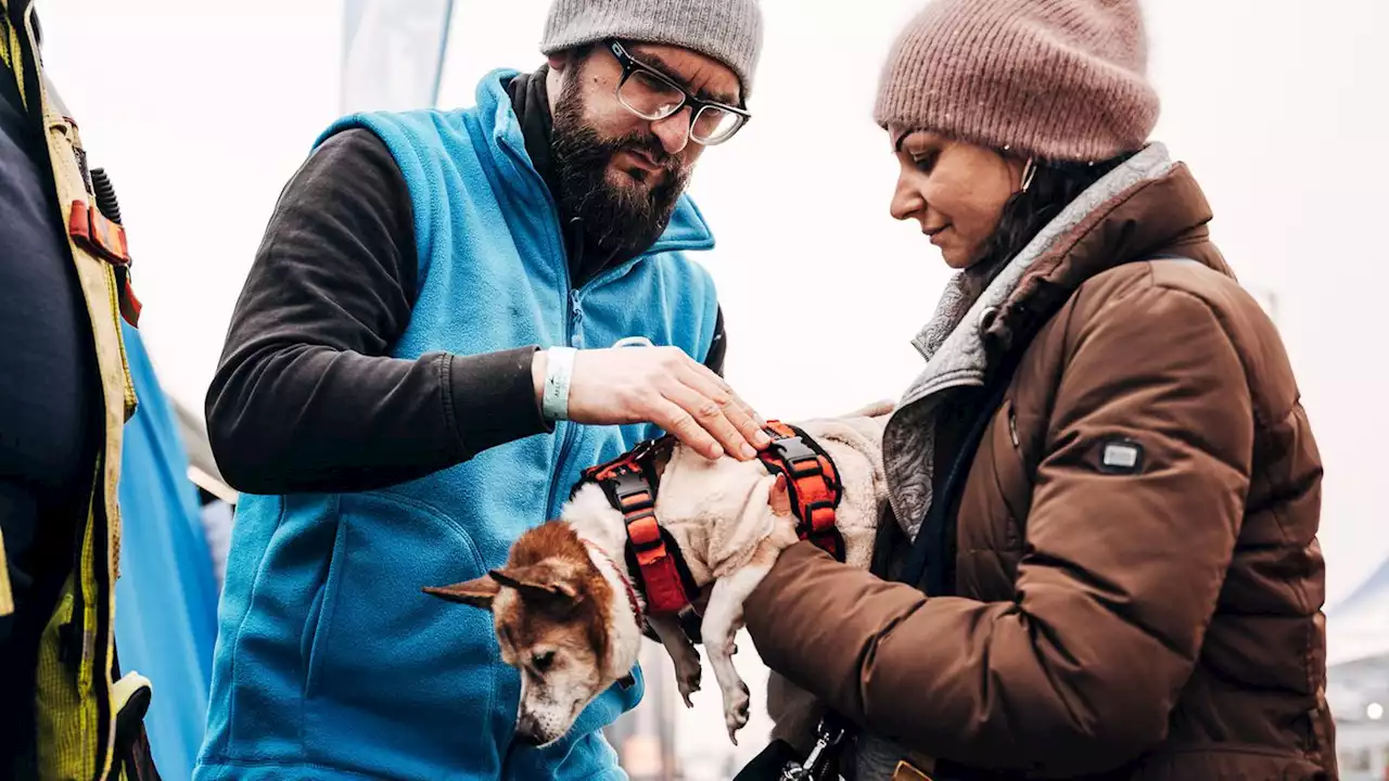 'Sobaka' heißt Hund - Tierschutz an der ukrainisch-polnischen Grenze