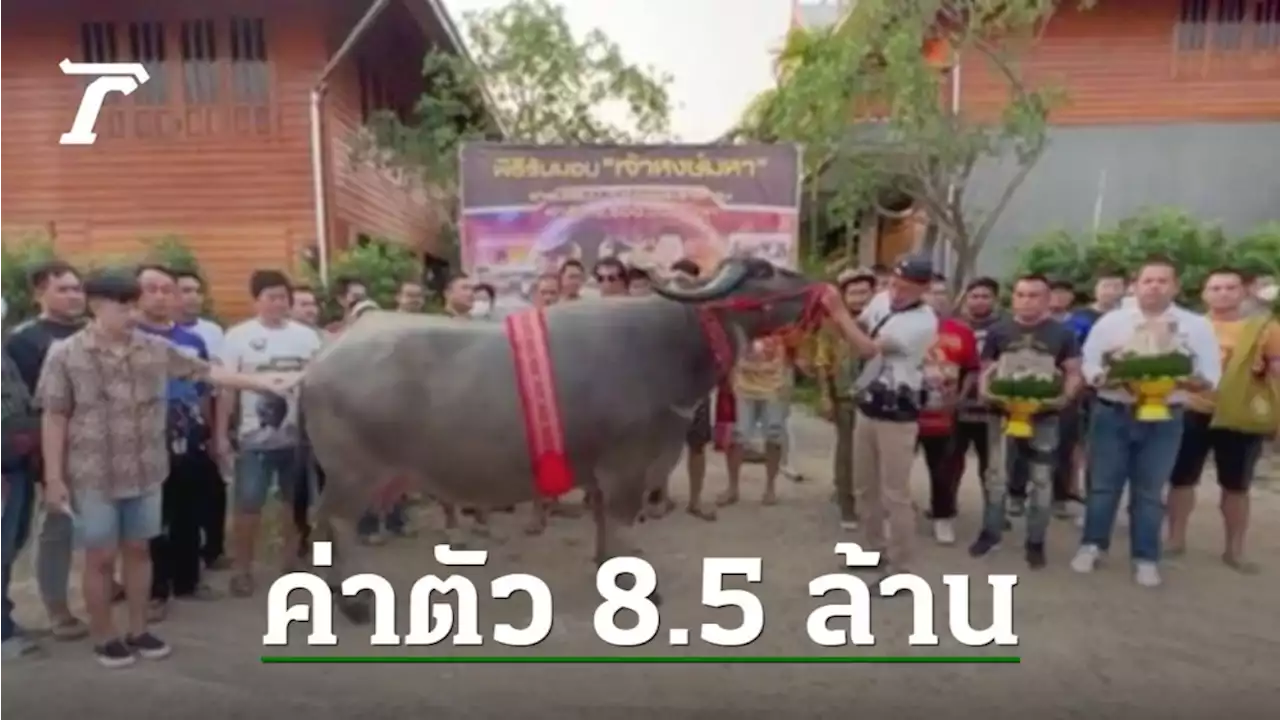 ฮือฮา หนุ่มใจป้ำ หอบสินสอด 8.5 ล้าน ขอซื้อ 'แม่พันธุ์ควาย' ดีกรีแชมป์