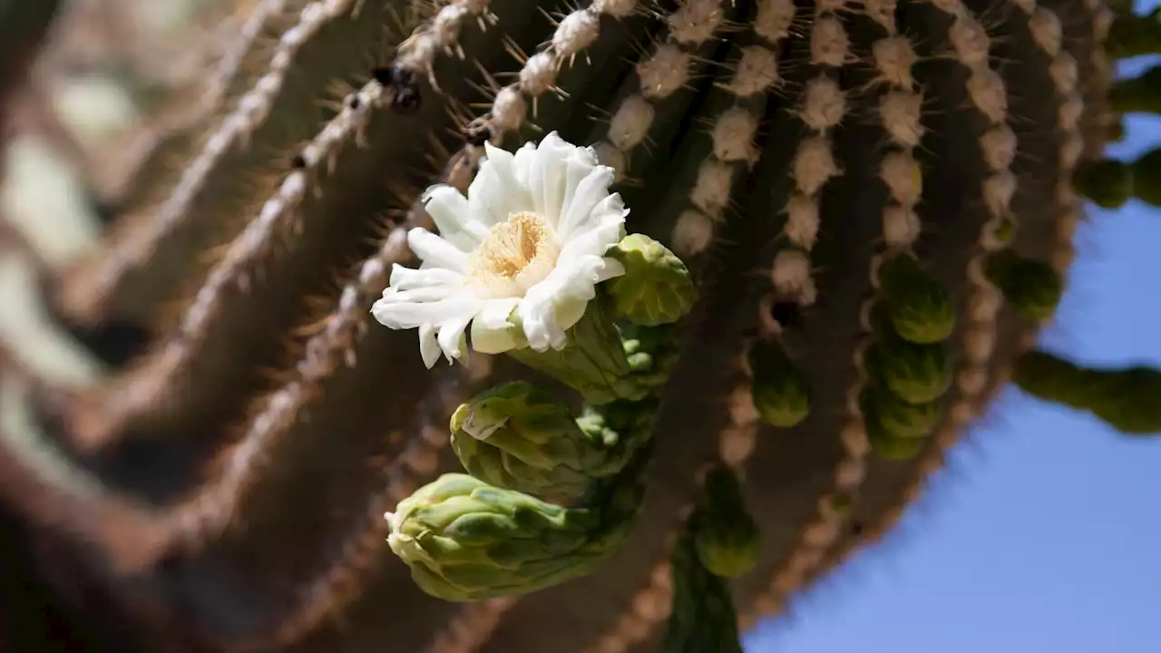 Tucson rule to preserve desert plants has gone unenforced for 20 years