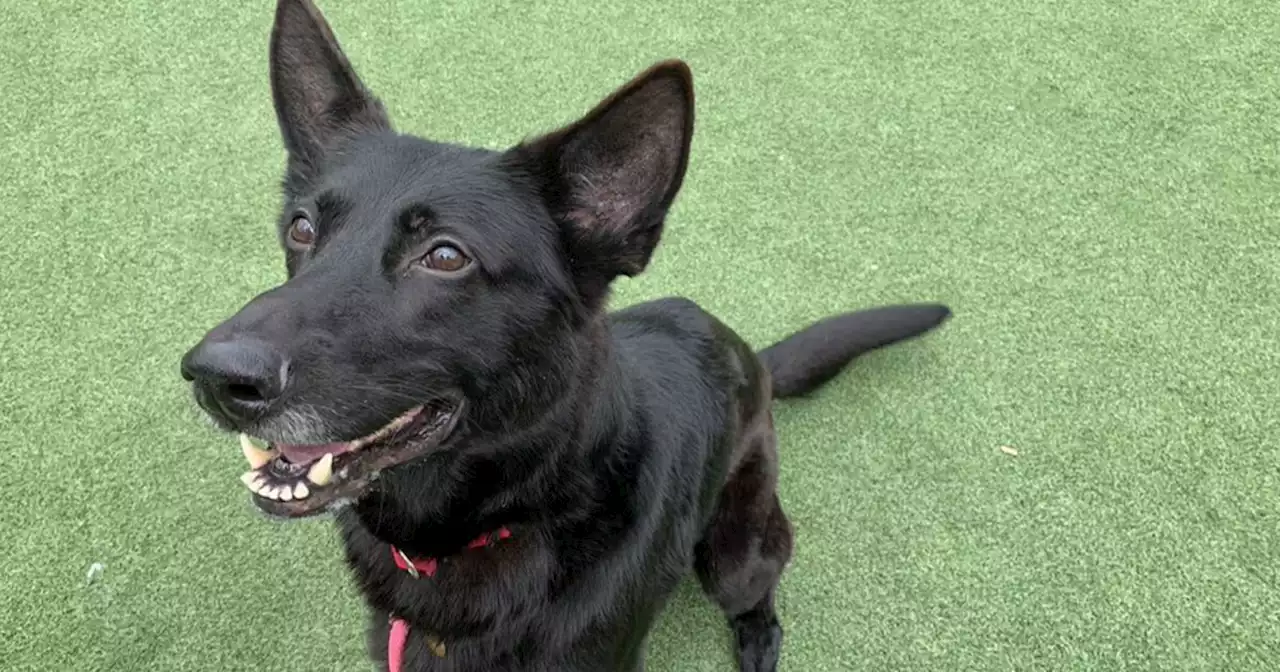 Cleveland APL Pet of the Weekend: A German shepherd mix named Prickly Pear