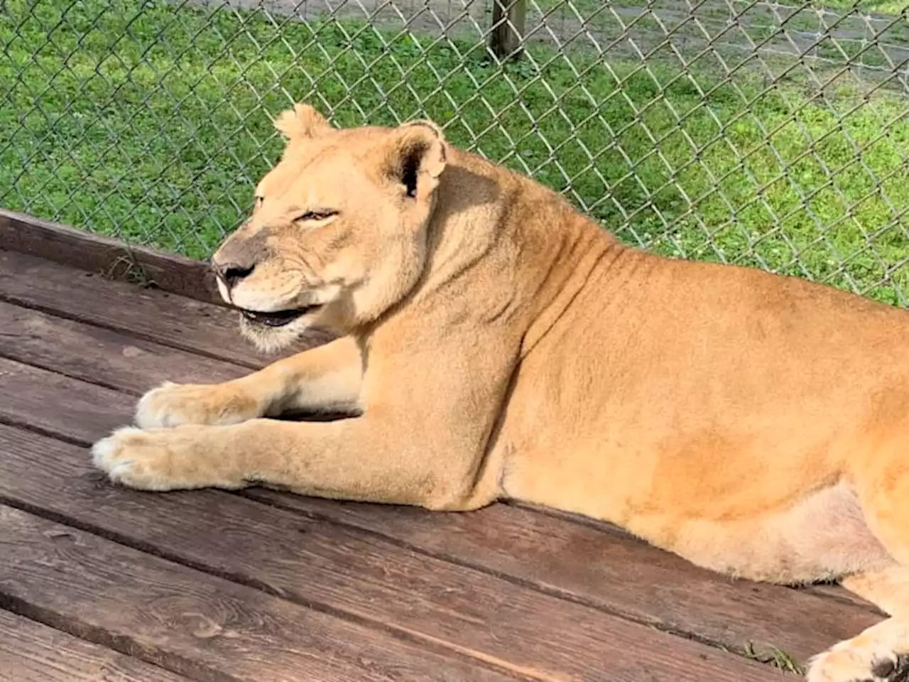 Catty Shack welcomes two new exotic cats