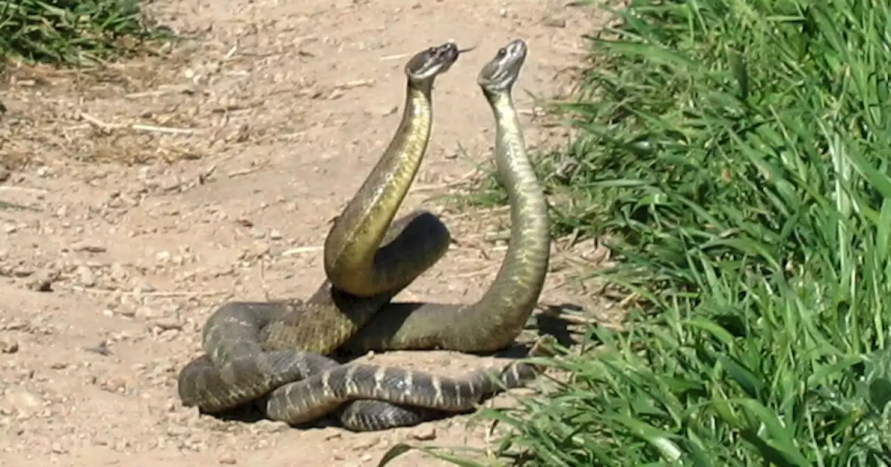 A look at the 13 rattlesnake species that live in Arizona