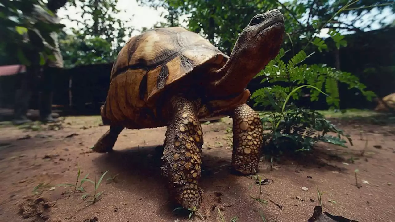 More than 21% of reptiles at risk of extinction in coming decades, scientists say