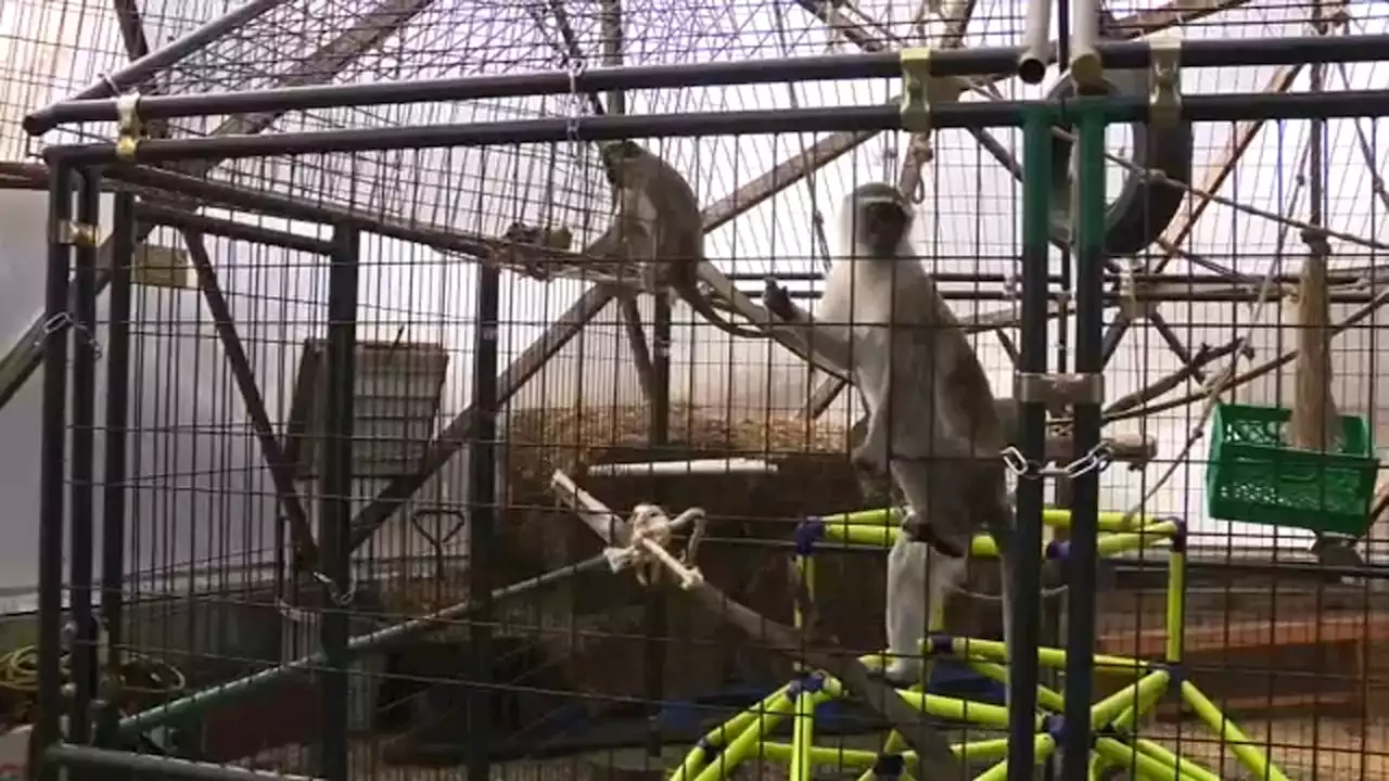 Ex-lab monkeys get new life at Wisconsin sanctuary