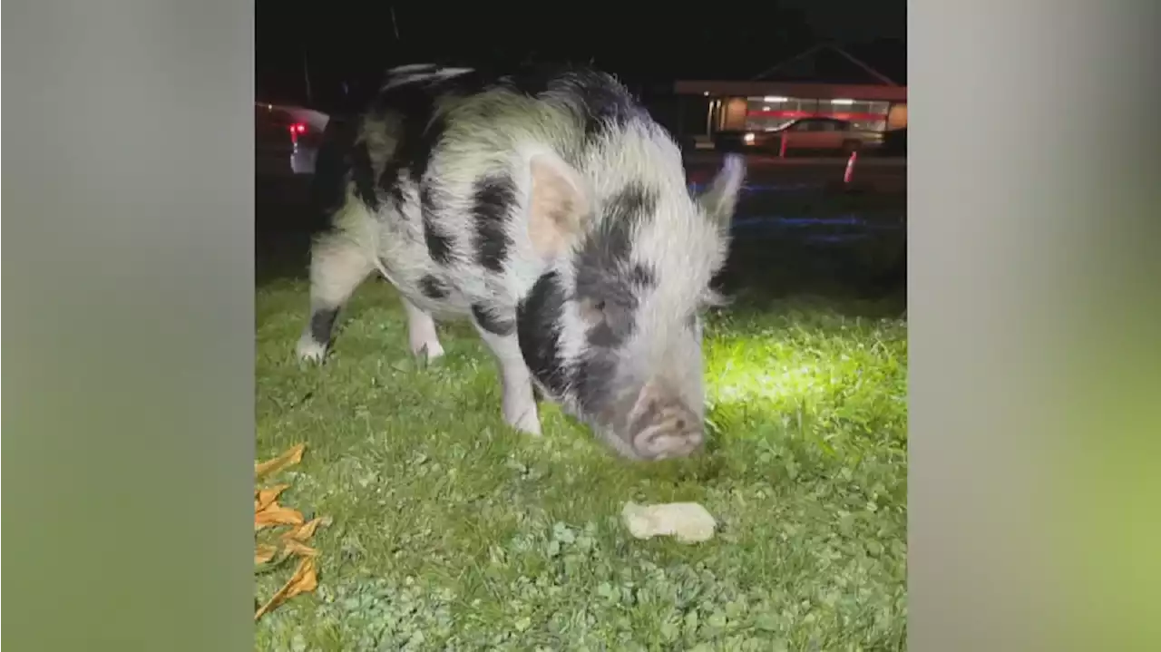 CUTE: Police use snacks to lure pig off of highway