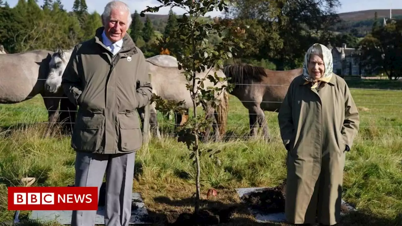 Ancient trees dedicated to Queen for Platinum Jubilee