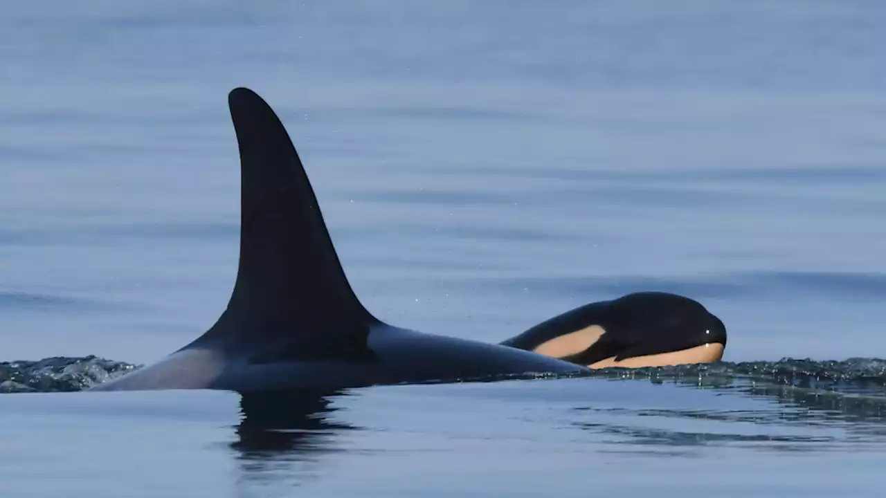 Feds announce 2022 measures to protect endangered orcas