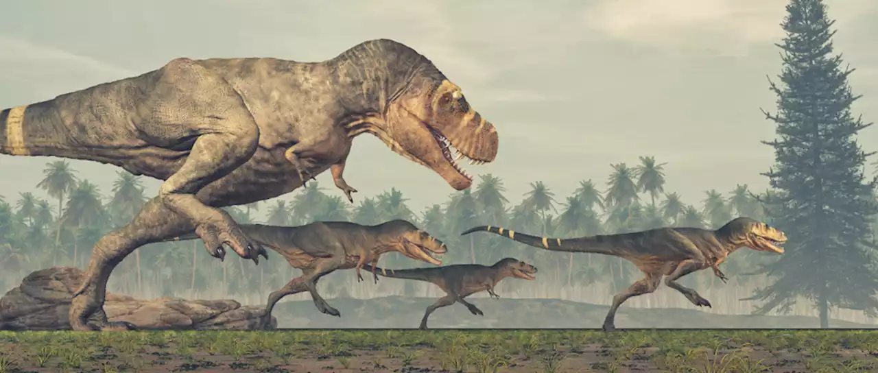 Is the T. Rex Three Different Species?