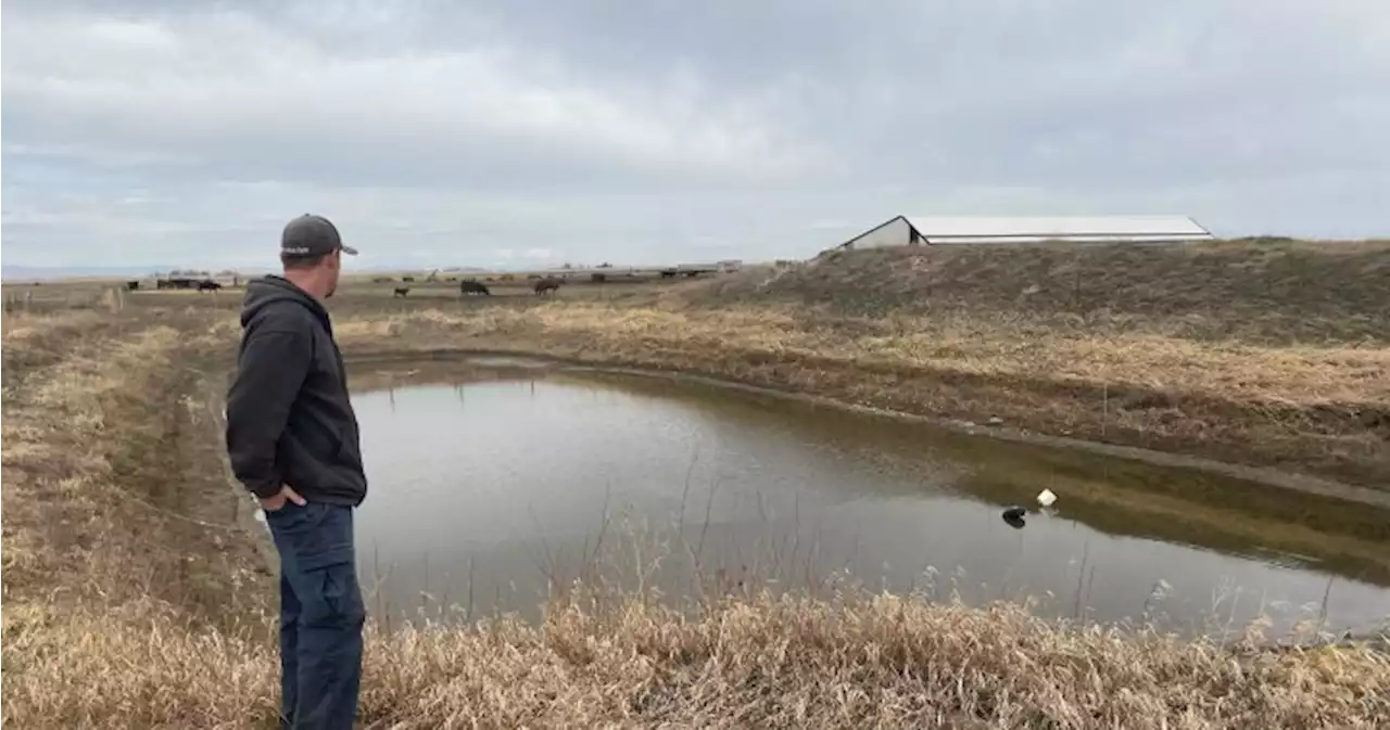 Why a Southern Alberta First Nation turned off the tap to hundreds of area farmers | Globalnews.ca