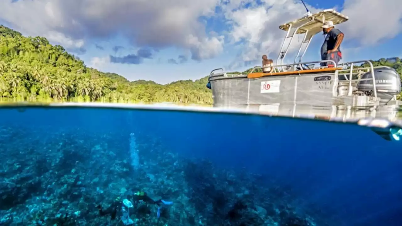 Multinational ocean sanctuaries could help corals survive climate change