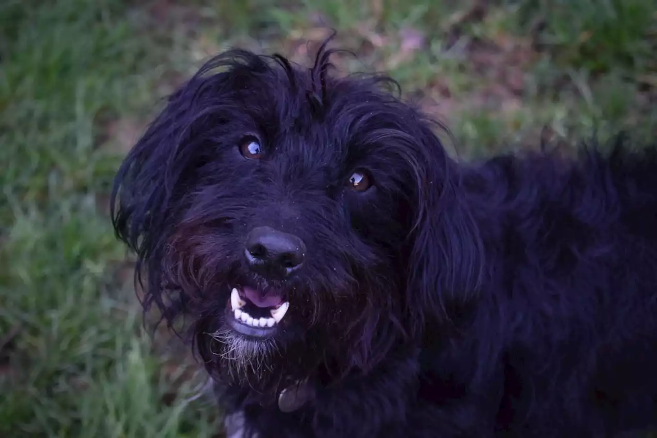 Young dog who has spent almost his whole life in kennels let down on adoption day