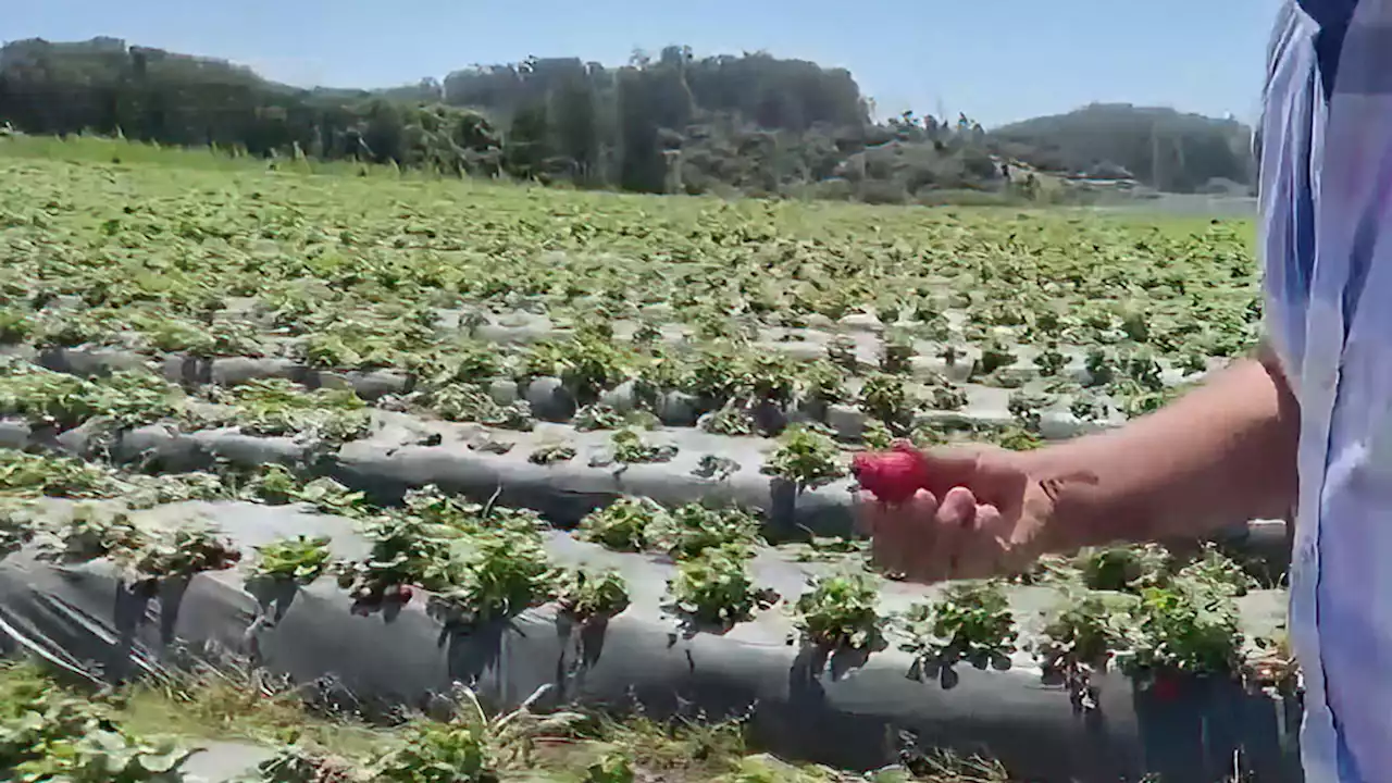 Spring Rain, Quirky Climate Wipes Out Early Strawberry Crop in Monterey County