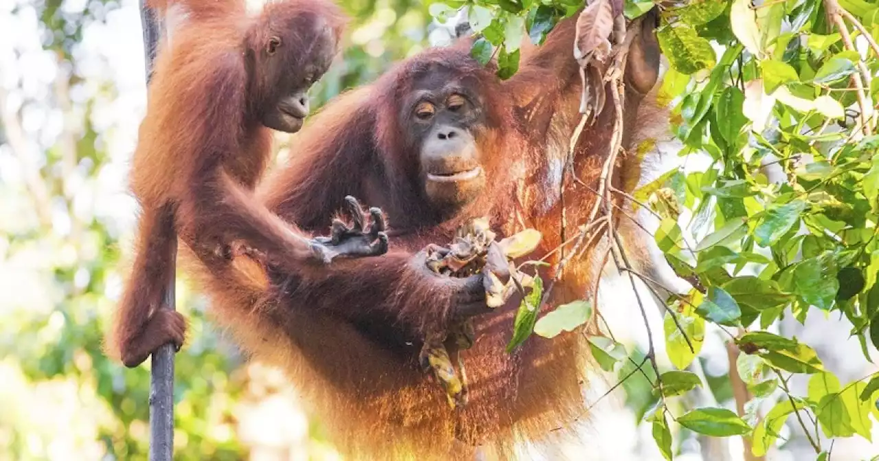 Climate change creating new virus hotspots ‘in our backyard’ | Malay Mail