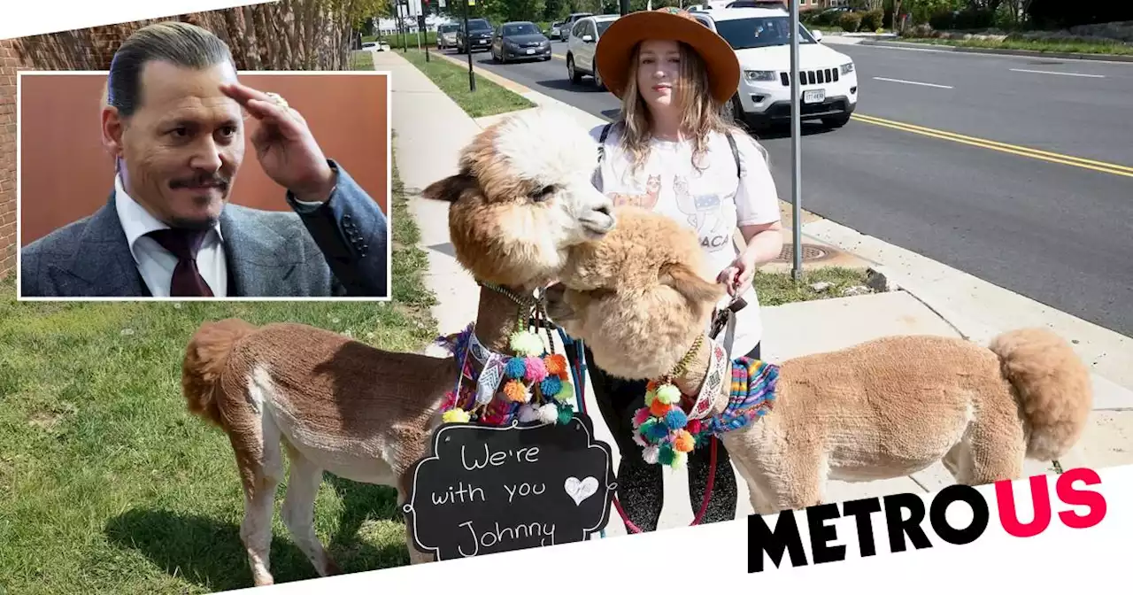 Johnny Depp fan brings 'emotional support alpacas' to libel trial and so cute