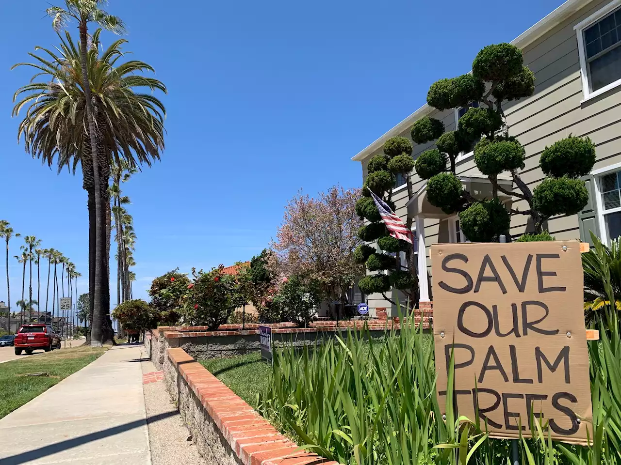 San Diego Cuts Down Iconic Ocean Beach Palm Trees