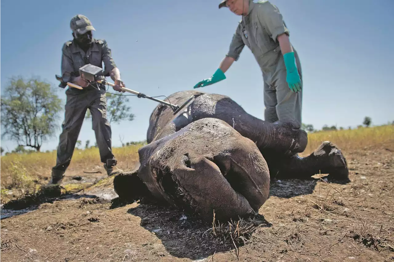 Poaching war | Police, courts record successes | Citypress