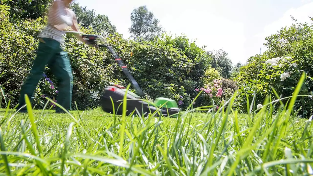 Warum man im Mai den Rasen wachsen lassen sollte