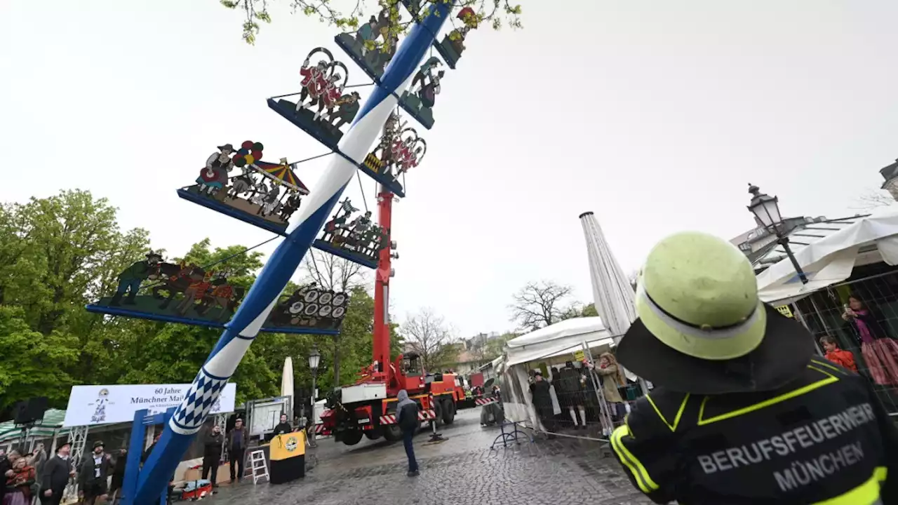 Viktualienmarkt in München: Nach drei Jahren steht wieder ein Maibaum