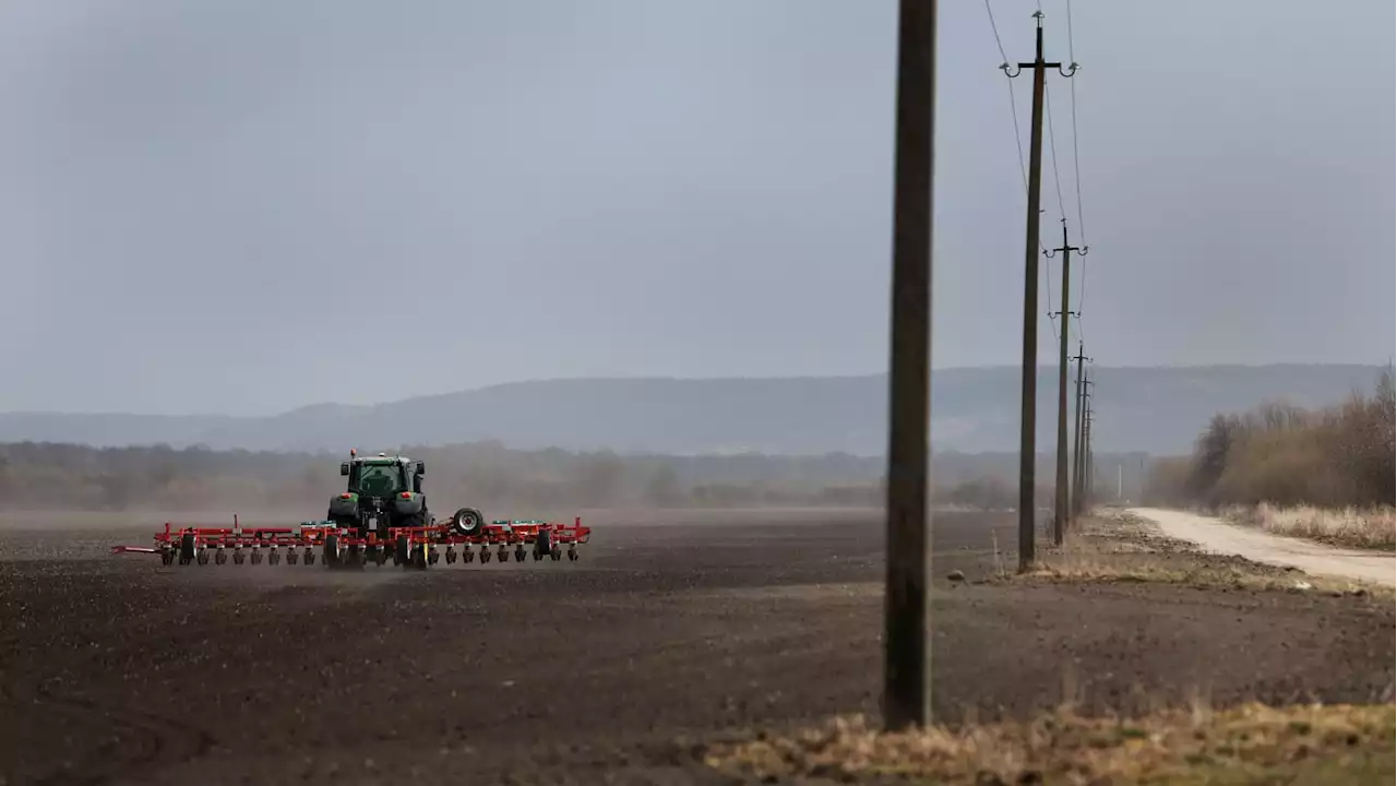 War in Ukraine Creates Global Sunflower Oil Shortage